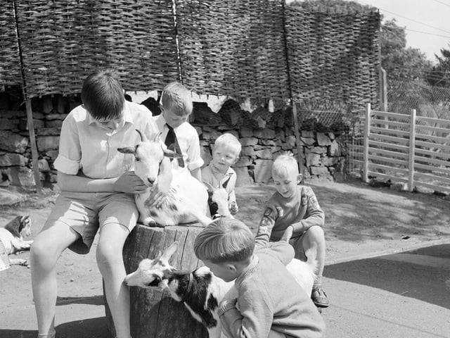 Children with pygmy goats at Edinburgh Zoo's Children's Farm in 1962.