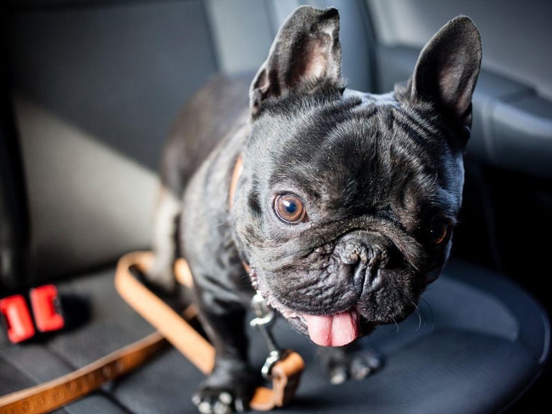 The French Bulldog has surged in popularity in recent years and is now challenging the Labrador for the title of Britain's top dog. There's no problem taking then on holiday either - they take car travel in their stride and are likely to sleep most of the way.