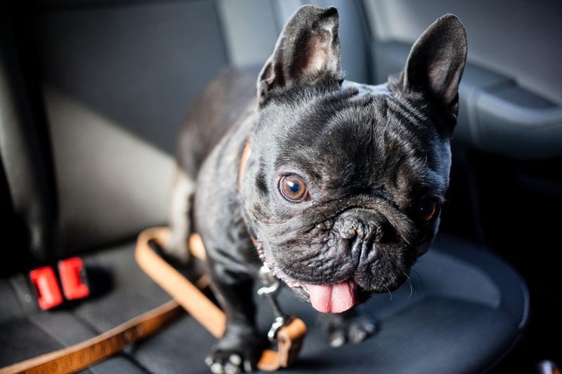 The French Bulldog has surged in popularity in recent years and is now challenging the Labrador for the title of Britain's top dog. There's no problem taking then on holiday either - they take car travel in their stride and are likely to sleep most of the way.