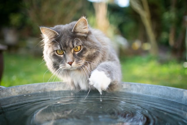 If you add ice cubes made from low-salt drained water to your cat's water bowl, it will have double benefits. As well as keeping the water colder for longer, it adds a really tasty fishy flavour that cats love.