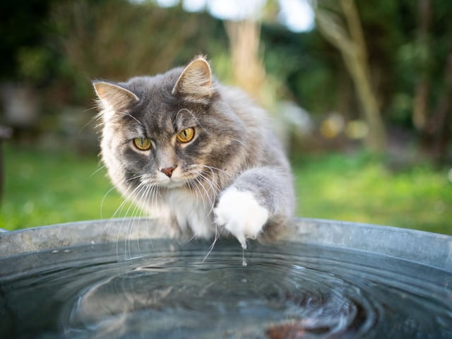 If you add ice cubes made from low-salt drained water to your cat's water bowl, it will have double benefits. As well as keeping the water colder for longer, it adds a really tasty fishy flavour that cats love.