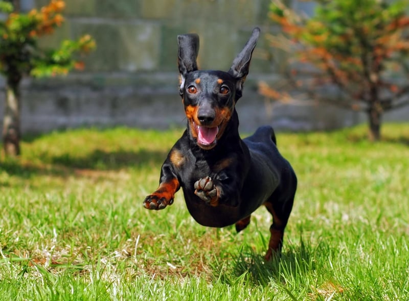 Coco is one of the most popular name for dogs of all breeds - and the same is true for Dachshunds.