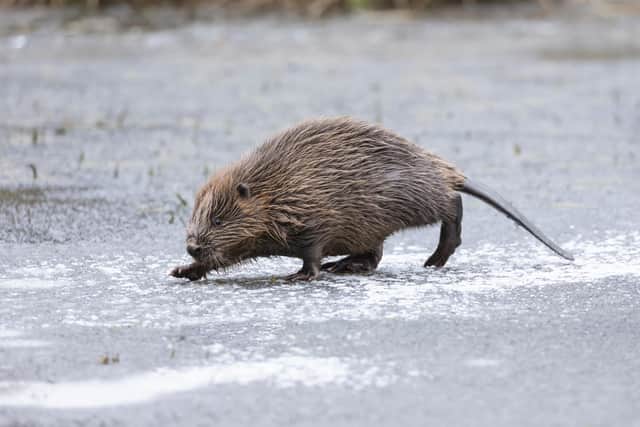 Gently does it: One of the beavers ventures onto the ice at Argaty.