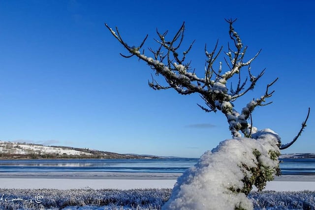 This picture of a snow and ice covered tree was taken by Annick Cornu.