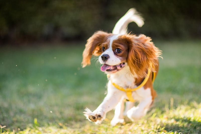 It's best to walk your Cavalier King Charles Spaniel during the cooler evenings during the summer - the cute breed are three times more likley to get heatstroke compared to the Labrador.