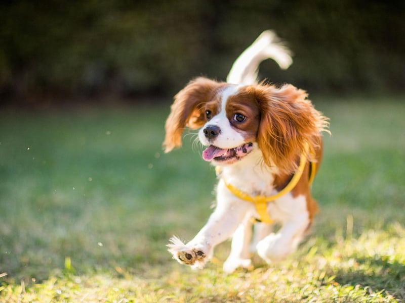 It's best to walk your Cavalier King Charles Spaniel during the cooler evenings during the summer - the cute breed are three times more likley to get heatstroke compared to the Labrador.