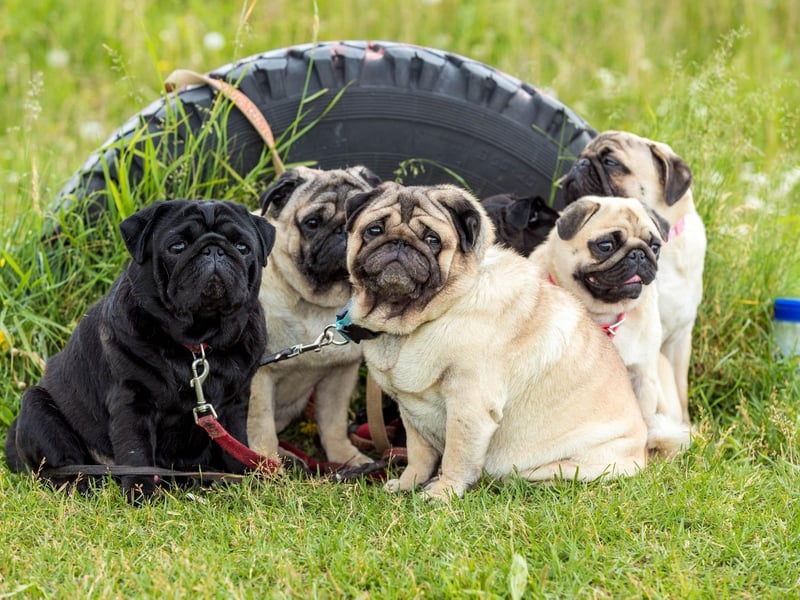 In ancient China Pugs were bred to be companions for royalty. They were highly valued by Chinese Emperors, who kept their pooches in luxury and emplyed guards to protect them from thieves.
