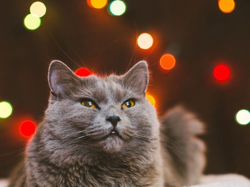 Playful and independent, the Havana cat breed loves to play but is equally as happy to throw toys about and have a good scratch on a scratchy post.