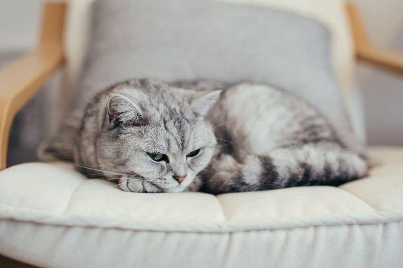 Fiercely loyal to their family and owners, the British Shorthair is a very friendly feline companion. Not exactly lap cats, they will still enjoy affection.