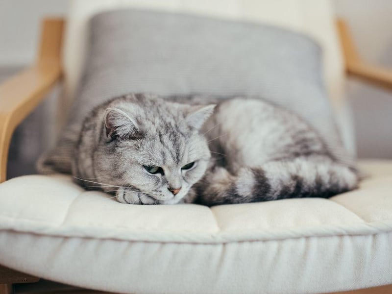 Fiercely loyal to their family and owners, the British Shorthair is a very friendly feline companion. Not exactly lap cats, they will still enjoy affection.