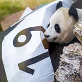 Yang Guang received special gifts, including a giant box of his favourite bamboo and sticky honey smeared on rocks and branches around his enclosure