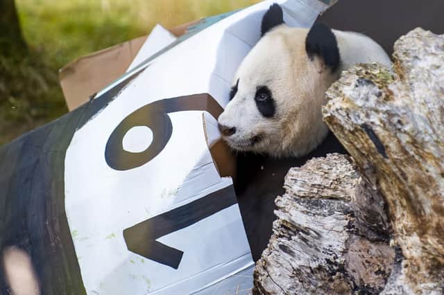 Yang Guang received special gifts, including a giant box of his favourite bamboo and sticky honey smeared on rocks and branches around his enclosure