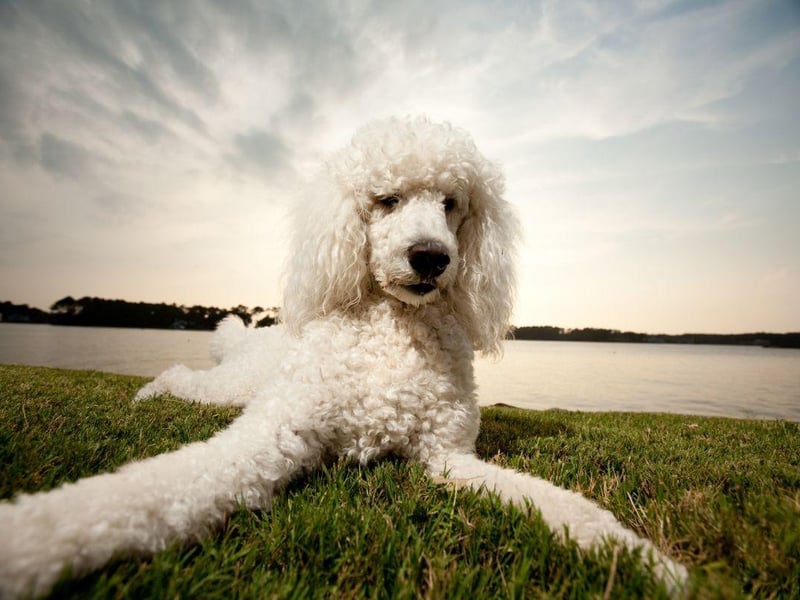 Bred to retrieve waterfowl, Poodle may now be more at home at dog shows and as family pets. Whatever the size - toy, miniature or standard - they all have webbed feet. It also helps them walk on mud, hopefully meaning less muck gets into those beautiful coats during walkies.
