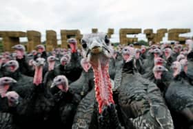 Turkeys will potentially be in short supply this season after some farmers are deciding to halt production over bird flu fears (pic: Nick Ansell/PA)