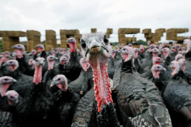 Turkeys will potentially be in short supply this season after some farmers are deciding to halt production over bird flu fears (pic: Nick Ansell/PA)