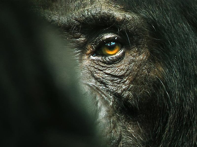 The award winning director of My Octopus Teacher looks into the life of chimpanzees in this riveting documentary.