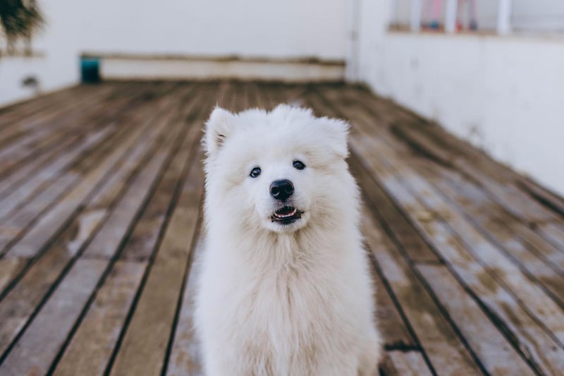 A side effect of the Samoyed's unique double coat is that they don't have that distinctive doggy smell that other breeds have - and even though they shed, they are less likely to cause allergies than other dogs.