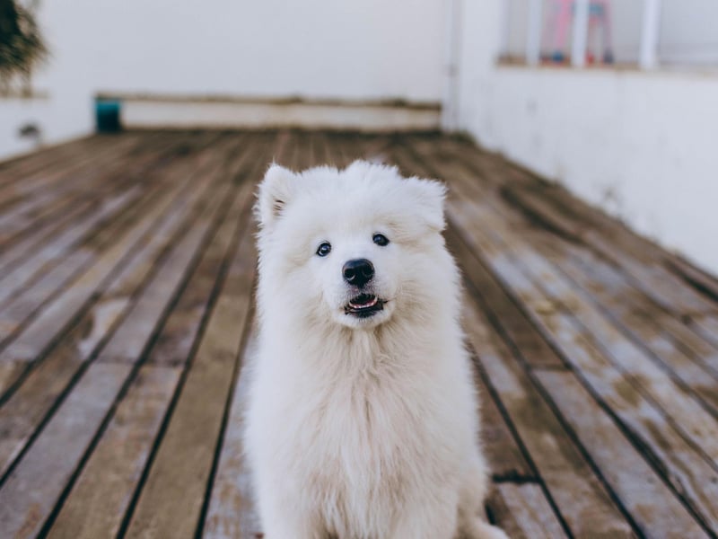 A side effect of the Samoyed's unique double coat is that they don't have that distinctive doggy smell that other breeds have - and even though they shed, they are less likely to cause allergies than other dogs.