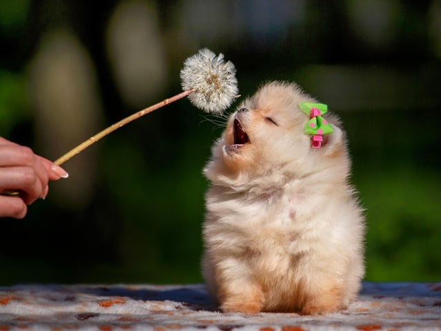 The perfect name for chilled dogs, Leia is a Hebrew name meaning 'relaxed'. It takes ninth place in our top ten.