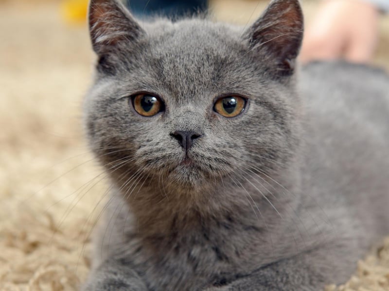 The Russian Blue cat breed is often seen as 'dog-like' in its mannerisms, such as its love of playtime and friendly nature. These traits will make it a good companion for homes with other cats.