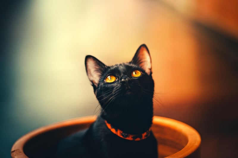 With a look like a miniature panther, it's easy to see why Bombay cats hold such popularity. These muscular cats can live anywhere between 12 to 16 years on average.