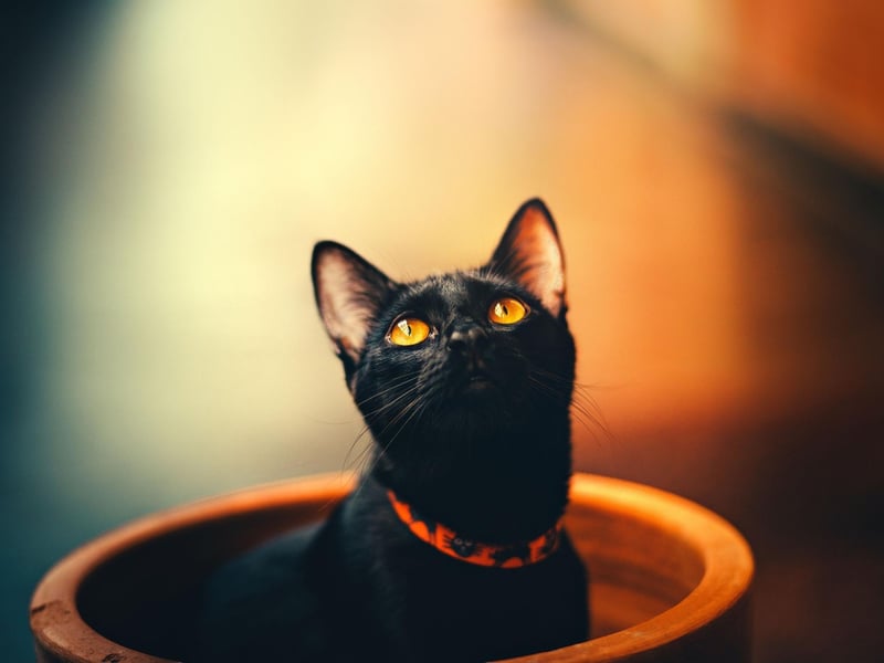 With a look like a miniature panther, it's easy to see why Bombay cats hold such popularity. These muscular cats can live anywhere between 12 to 16 years on average.