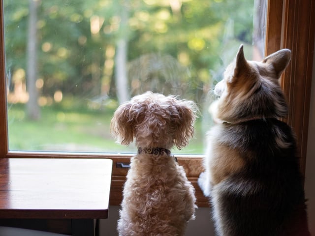 Lock your dog flap when not in use and don't leave the window open in the room your dog is in.