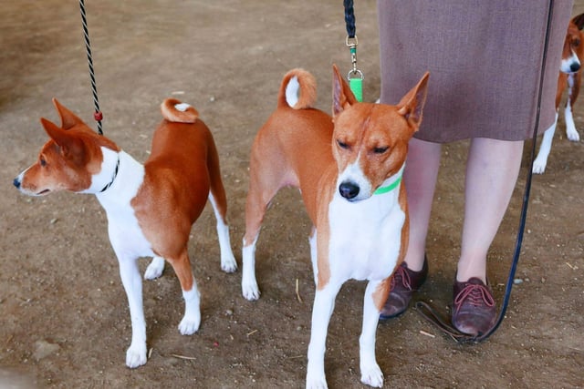 Famously the only breed of dog that doesn't bark, this fact has been used to come up with the collective noun of a whisper of Basenjis.
