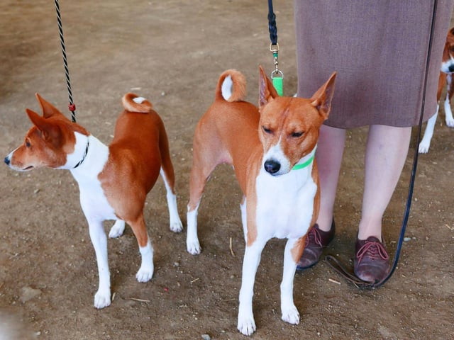 Famously the only breed of dog that doesn't bark, this fact has been used to come up with the collective noun of a whisper of Basenjis.