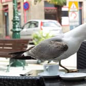 A seagull stealing food from a cafe table. Picture: Getty Images
