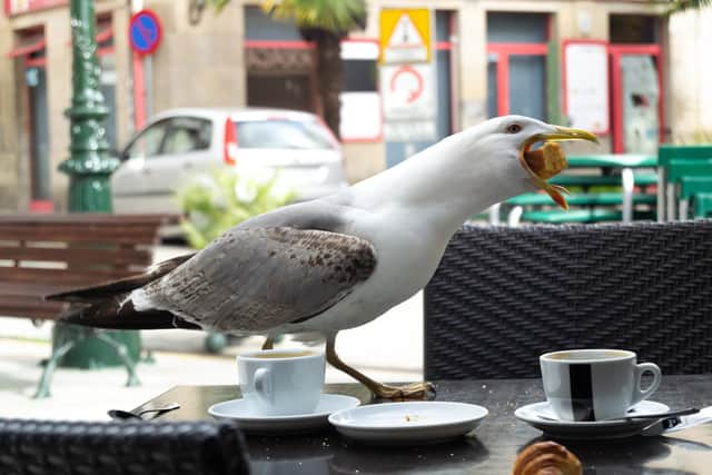 A seagull stealing food from a cafe table demonstrates its ability to swallow food whole. Image: Getty Images