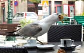 A seagull stealing food from a cafe table. Picture: Getty Images