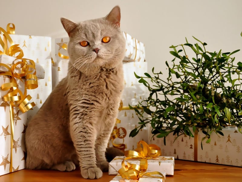 Okay - so not of us really enjoy being gifted with rats, but this is your cats way of training you to hunt. They are basically assuming you’re a family member that needs to be taught how to catch their prey.