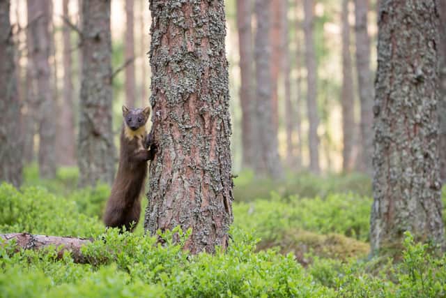 Restoration of ancient Caledonian pine woods will boost numerous native species, including the pine martens, and help absorb climate-warming emissions