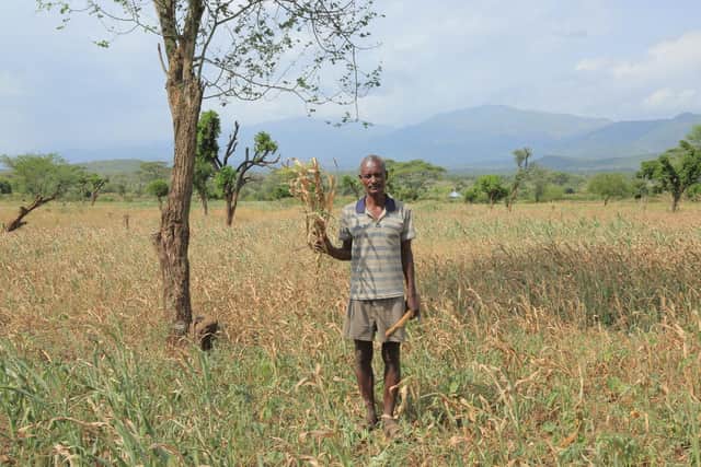 Bidale Phintsire, 56, an agro-pastoralist in Malle woreda, South Omo, shows his scorched maize crop. Bidale has six children.