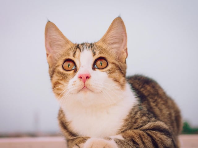 The name Nala has Arabic and African origin. However, the African translation is perhaps best used for kitty's, meaning queen, lion or successful woman. An undeniably cute name too.