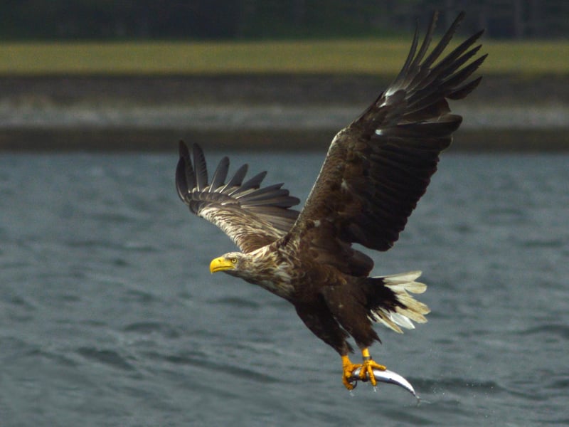 According to Wild About Argyll: “Mull, known as Eagle Island, has the highest density of nesting golden eagles, so you've a good chance of spotting these feathered giants on a visit to Mull.”