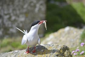 Arctic Tern with a sandeel