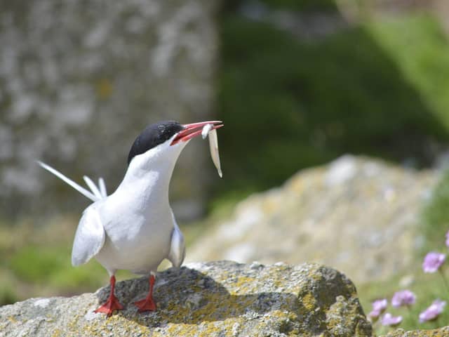 Arctic Tern with a sandeel