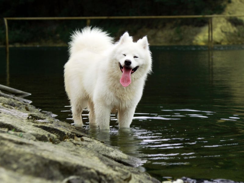 Celebrity Samoyed owners over the years include actor Bradley Cooper, singer Karen Carpenter, pop star Kelly Clarkson and television icon Lucille Ball.