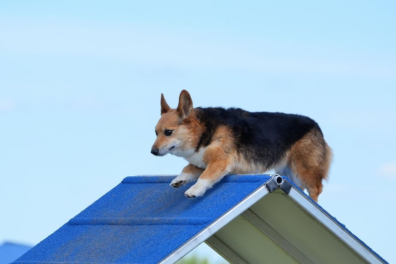They may not look particularly sporty, but Pembroke Welsh Corgis have won many of the world's most prestigious agility competitions. They are incredibly fast for pups with such a short stature and are utterly fearless in the face of obstacles.