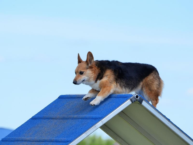 They may not look particularly sporty, but Pembroke Welsh Corgis have won many of the world's most prestigious agility competitions. They are incredibly fast for pups with such a short stature and are utterly fearless in the face of obstacles.