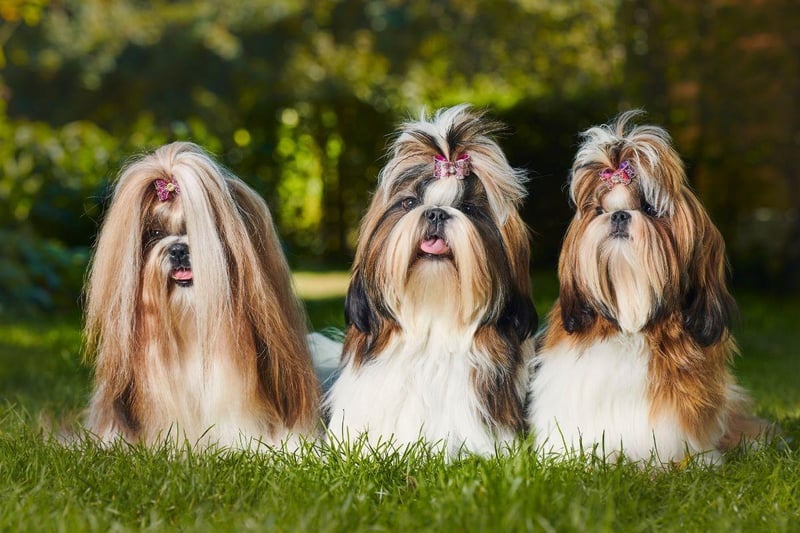Shih Tzus were held in high esteem by Chinese emperors, who would refuse to sell or give them away, and rewarded expensive gifts to breeders who produced the best dogs. It is thought that they were also the inspiration for Fu Dogs, the stone lion dogs that guarded tombs, temples and palace doors.