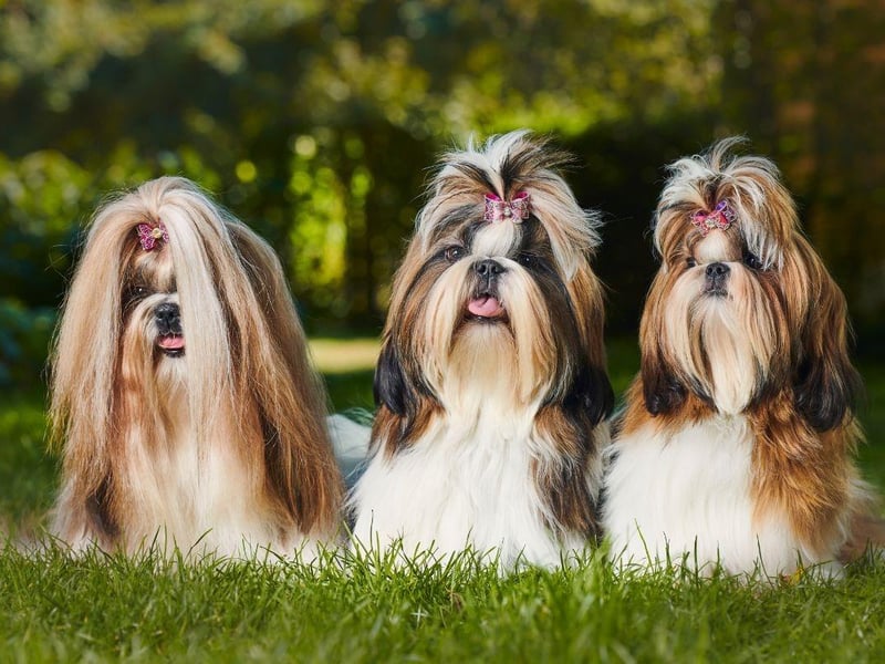 Shih Tzus were held in high esteem by Chinese emperors, who would refuse to sell or give them away, and rewarded expensive gifts to breeders who produced the best dogs. It is thought that they were also the inspiration for Fu Dogs, the stone lion dogs that guarded tombs, temples and palace doors.