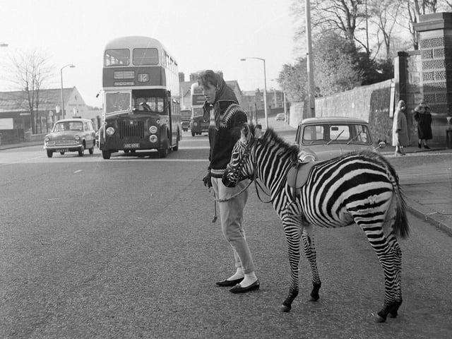 Edinburgh zoo keeper Grace Forrest walks Tot the zebra on Corstorphine Road in November 1964.