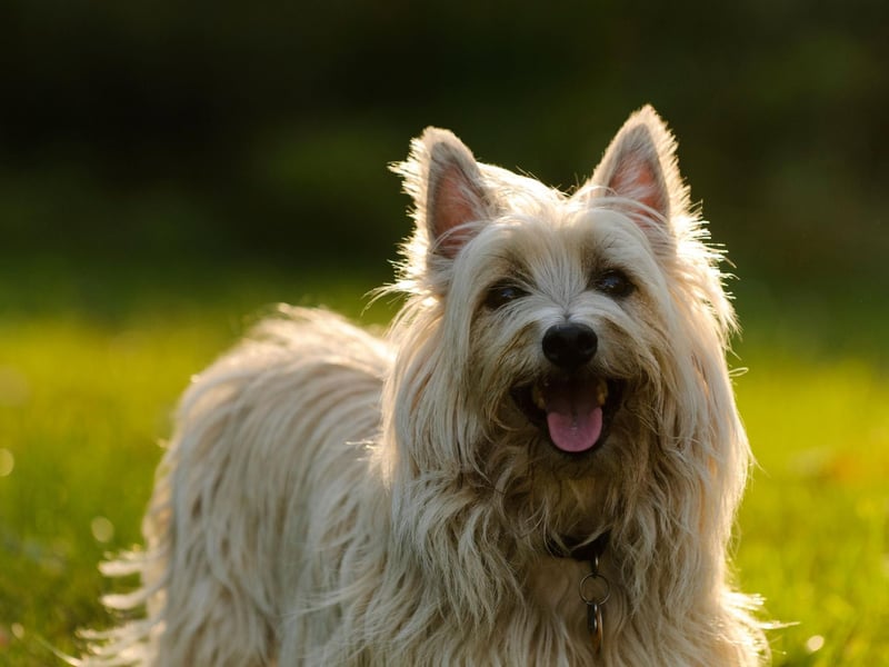 Cairn Terriers are another Scottish breed, originating from the Western Highlands and the Isle of Skye. Bred to chase down "vermin" between cairns,  these dogs are natural ratters. They have shaggy fur which needs to be hand-stripped and have active, cheerful personalities.