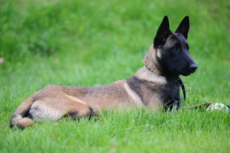 The Belgian Malinois is one of the world's best search and resue dogs. They are also very agile and can turn their paw to the canine sport of flyball.