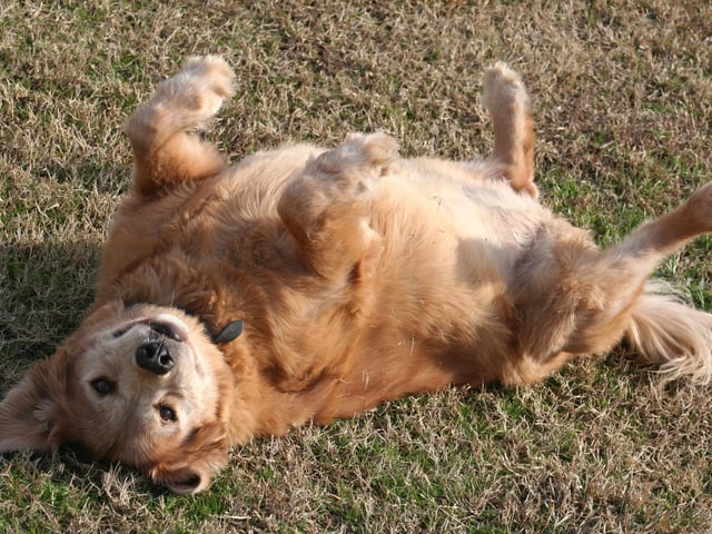 This is not always true. Whilst it is nice to think your dog is asking for a belly rub when laying on its back, it can actually be a sign of submission and anxiety. Often it means that they are worried & approaching them could make them worry more. Much like the tail wagging, keep an eye on the type of body language that is displayed alongside this to better gauge how they are feeling, and how you should or shouldn’t respond.