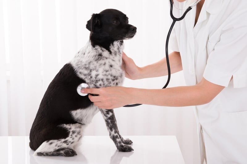 A sudden increase or decrease in how much a dog needs to go out to urinate - or if they are straining to go to the bathroom - is a sign of problems. It can indicate everything from kidney issues and diabetes to a urinary tract infection, bladder stones, or cancer. Early diagnosis is key to getting it cured.