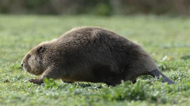 Beavers are known as eco-system engineers because of their beneficial effect on the environment (Picture: Barry Batchelor/PA)